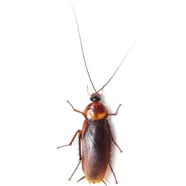 Closeup of a Florida cockroach