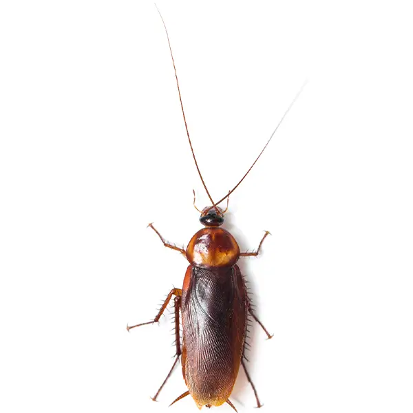 cockroach on a white background - Keep pests away from your home with Bug Out Pest Control in FL