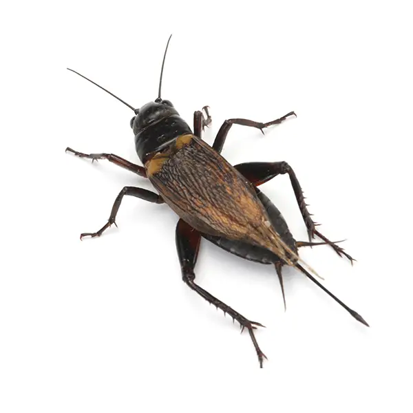 cricket on a white background - Keep pests away from your home with Bug Out Pest Control in FL