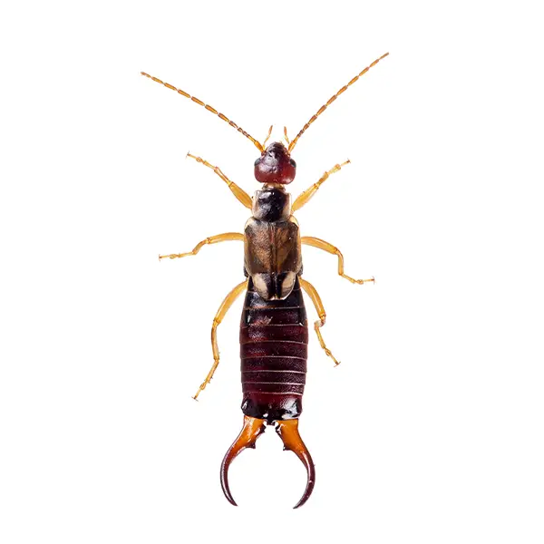 Closeup of an earwig