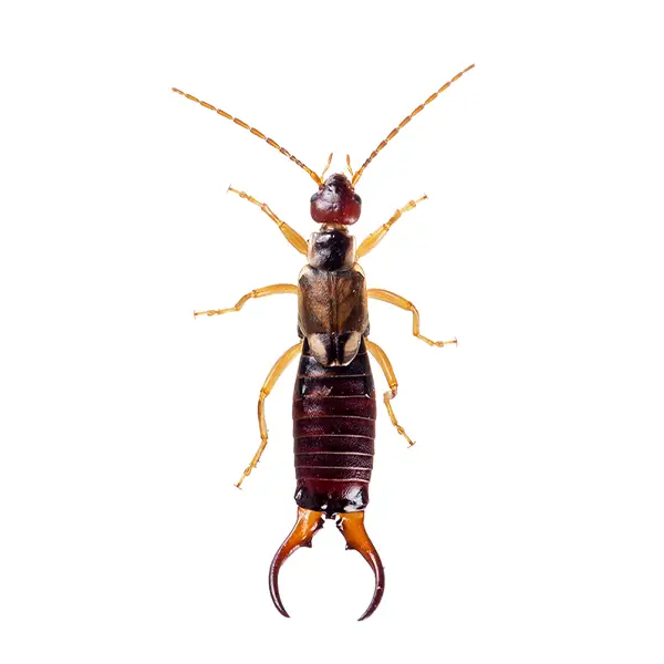 earwig on a white background - Keep pests away from your home with Bug Out Pest Control in FL