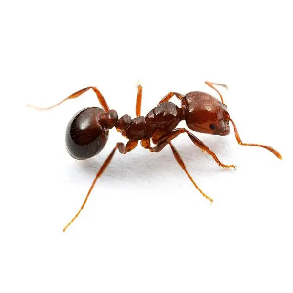 Fire ant on a white background - Keep pests away from your home with Bug Out Pest Control in FL