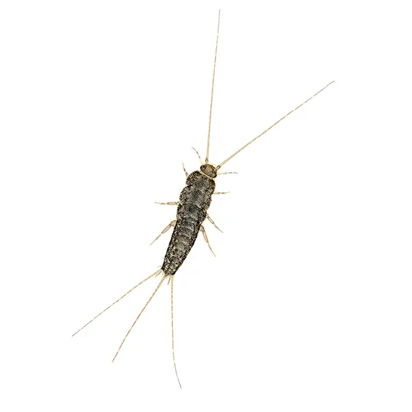 firebrat on a white background - Keep pests away from your home with Bug Out Pest Control in FL