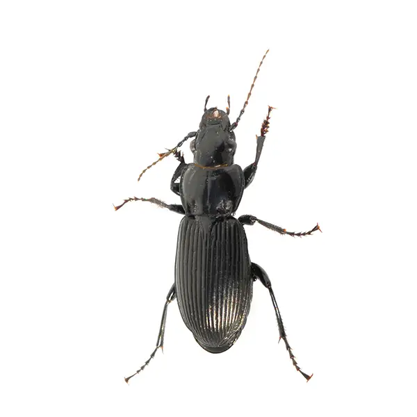 Closeup of a ground beetle