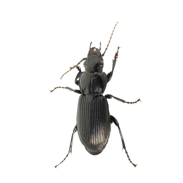 ground beetle on a white background - Keep pests away from your home with Bug Out Pest Control in FL