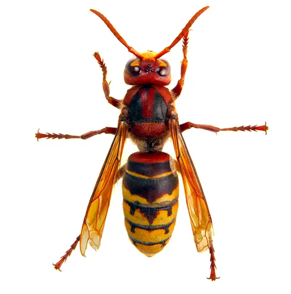 hornet on a white background - Keep pests away from your home with Bug Out Pest Control in FL