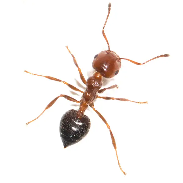 house ant on a white background - Keep pests away from your home with Bug Out Pest Control in FL