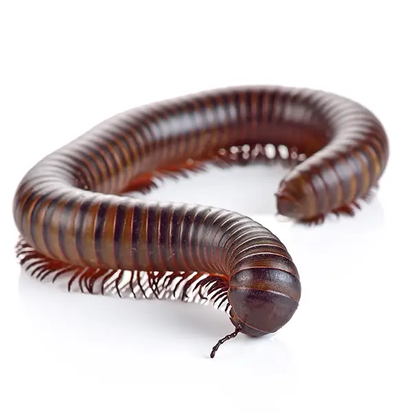 millipede on a white background - Keep pests away from your home with Bug Out Pest Control in FL