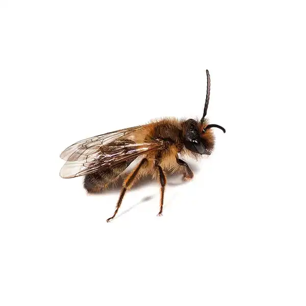 mining bee on a white background - Keep pests away from your home with Bug Out Pest Control in FL