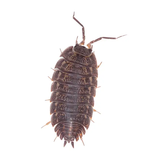 Pillbug on a white background - Keep pests away from your home with Bug Out Pest Control in FL