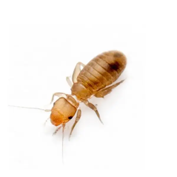 psocid on a white background - Keep pests away from your home with Bug Out Pest Control in FL