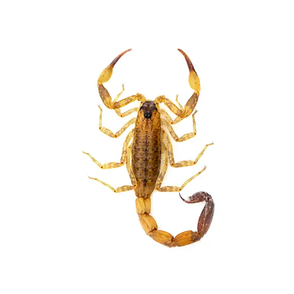 scorpion on a white background - Keep pests away from your home with Bug Out Pest Control in FL