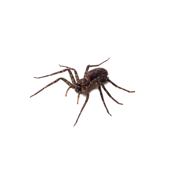 brown spider on a white background - Keep pests away from your home with Bug Out Pest Control in FL