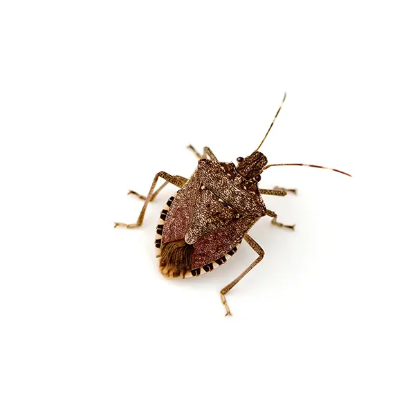 stink bug on a white background - Keep pests away from your home with Bug Out Pest Control in FL