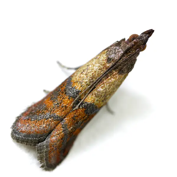 stored product moth on a white background - Keep pests away from your home with Bug Out Pest Control in FL