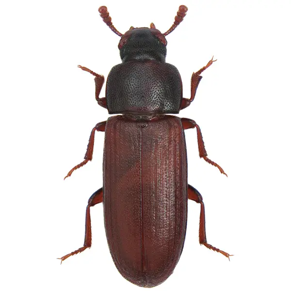 stored product beetle on a white background - Keep pests away from your home with Bug Out Pest Control in FL