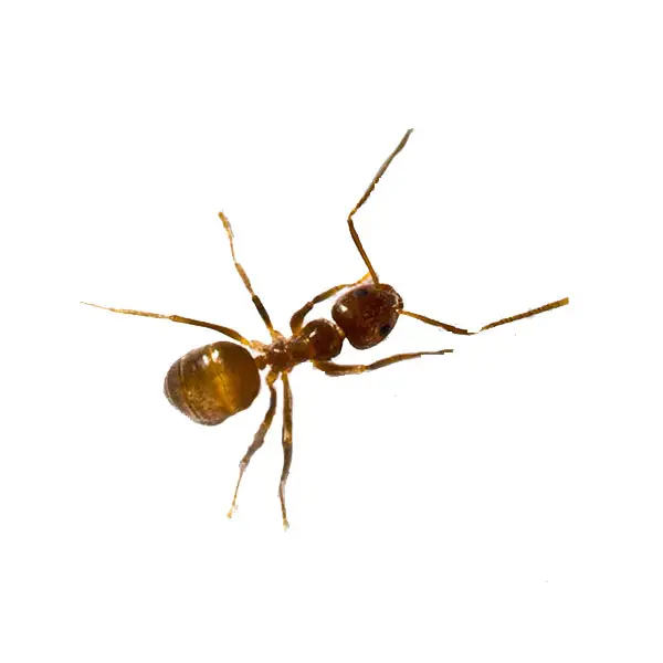 Tawny crazy ant on a white background - Keep pests away from your home with Bug Out Pest Control in FL