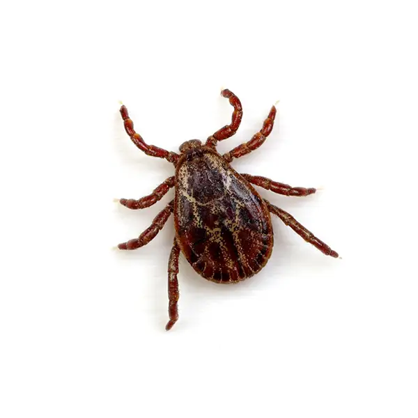 Closeup of a tick