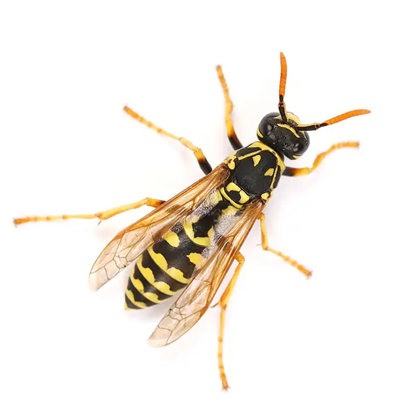 wasp on a white background - Keep pests away from your home with Bug Out Pest Control in FL