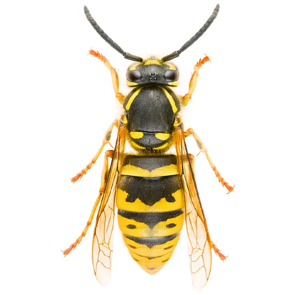 yellow jacket on a white background - Keep pests away from your home with Bug Out Pest Control in FL