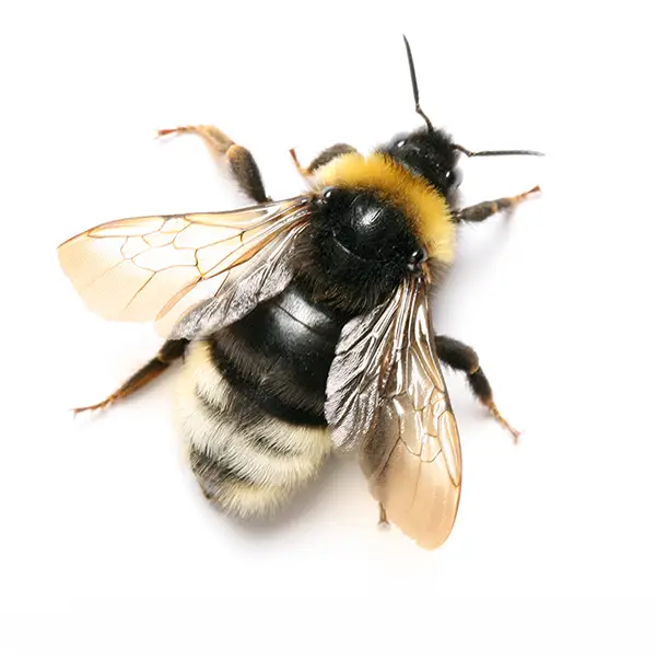 bumble bee on a white background - Keep pests away from your home with Bug Out Pest Control in FL