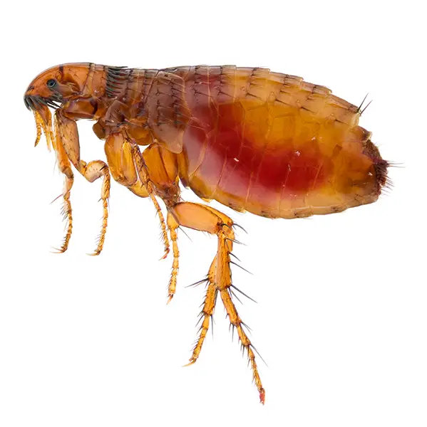 flea on a white background - Keep pests away from your home with Bug Out Pest Control in FL