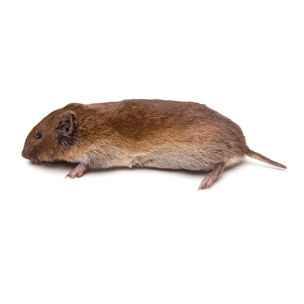 vole on a white background - Keep pests away from your home with Bug Out Pest Control in FL