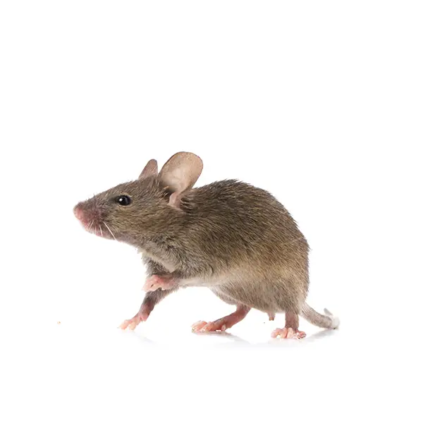 gray mouse on a white background - Keep pests away from your home with Bug Out Pest Control in FL