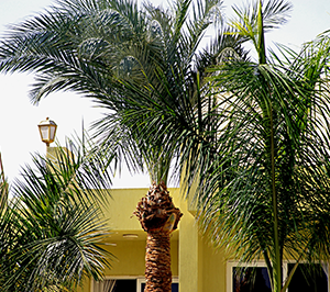 Roof Rats in Palm Trees | Rodent Control Experts | Est. 1963