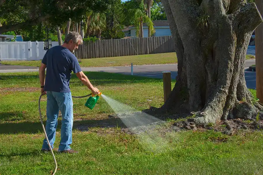 A man standing in his yard using a green hose-end sprayer to apply liquid weed killer to a patchy lawn near a large tree.