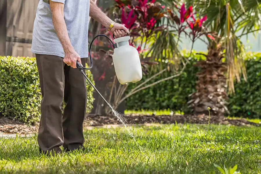 A homeowner spraying liquid insecticide onto their lawn using a white handheld pump sprayer to treat for yard pests.