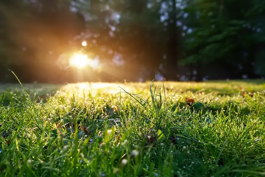 Bright morning sunlight shining across a vibrant green lawn covered in heavy, wet dew.