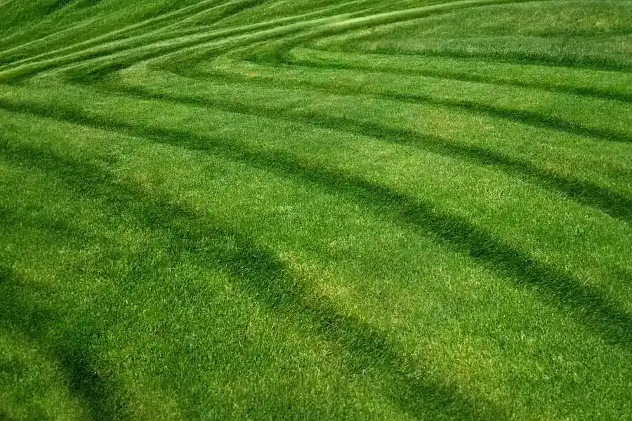 A wide view of a freshly cut, vibrant green lawn displaying neat, curved mowing stripes.