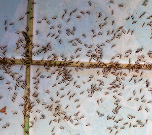 Signs of an Ant Infestation | Ant Exterminators