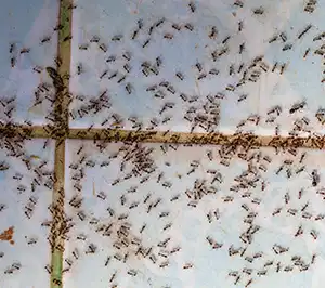 Swarm of ants on a kitchen floor - Keep ants away from your kitchen with Bug Out in FL