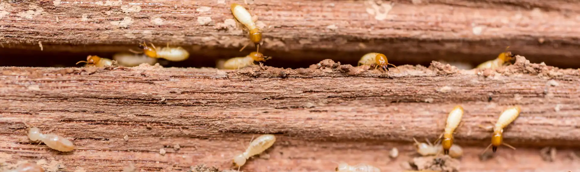 Panoramic view of several subterranean termites crawling through narrow channels and mud tunnels inside a piece of infested wood.