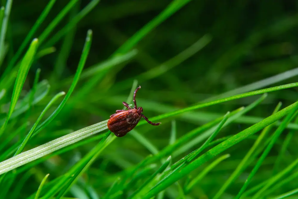 Close up of a tick on a blade of grass