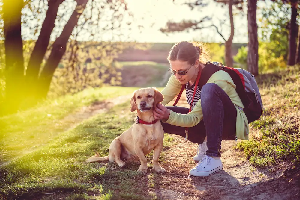 Person checking dog for ticks