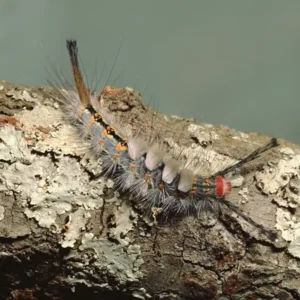 Tussock Moth Caterpillar full color