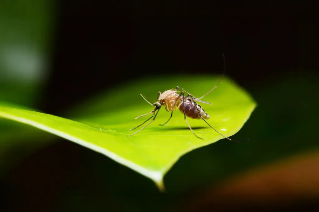 Macro close-up of a mosquito resting on a bright green leaf in a natural outdoor environment.