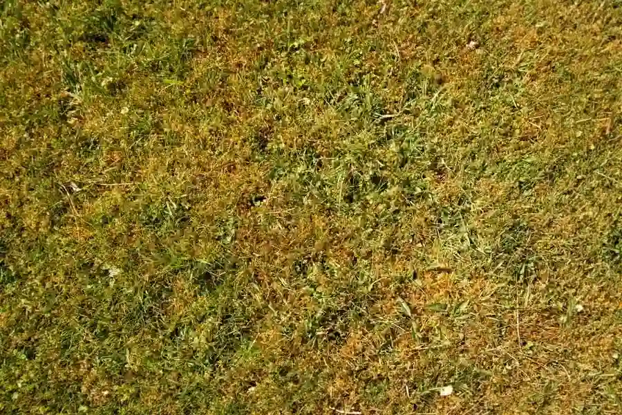 Close-up of an unhealthy, thinning lawn showing patchy yellow and brown spots mixed with various small weeds.