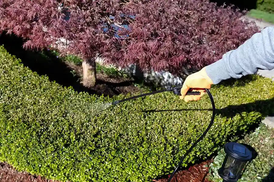 A person wearing an orange protective glove using a black wand sprayer to apply liquid fungicide treatment to a green hedge.