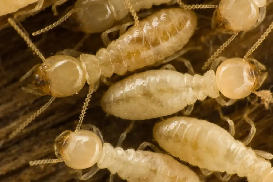 An extreme macro photograph of several creamy-white worker termites clustered together. The image highlights their soft, translucent bodies, rounded heads, and delicate, bead-like antennae.