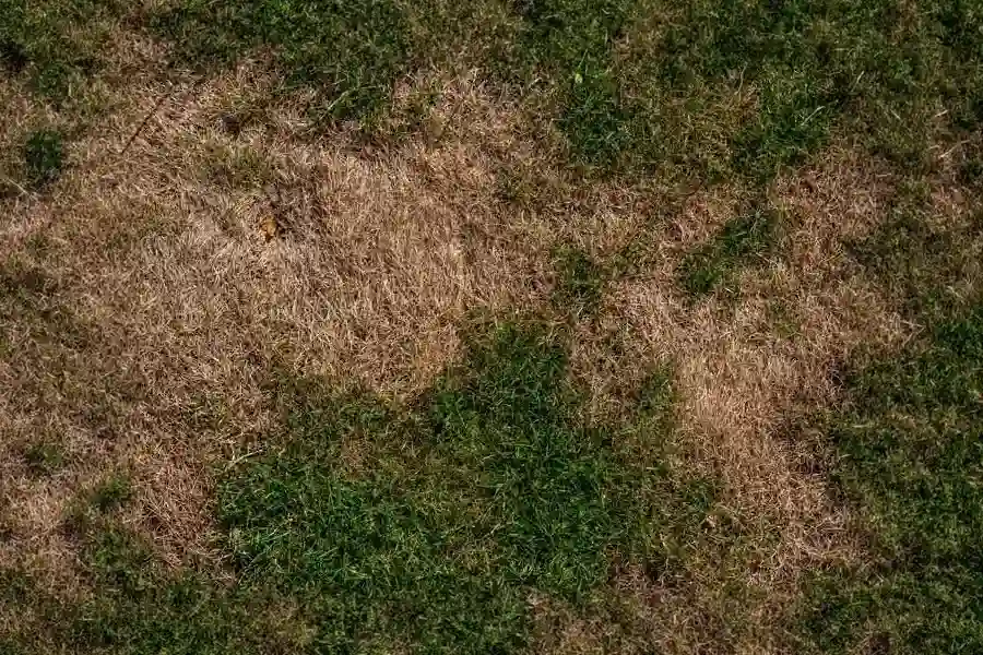 Top-down view of a dying lawn showing large, severe patches of completely dead brown grass surrounded by surviving green turf.