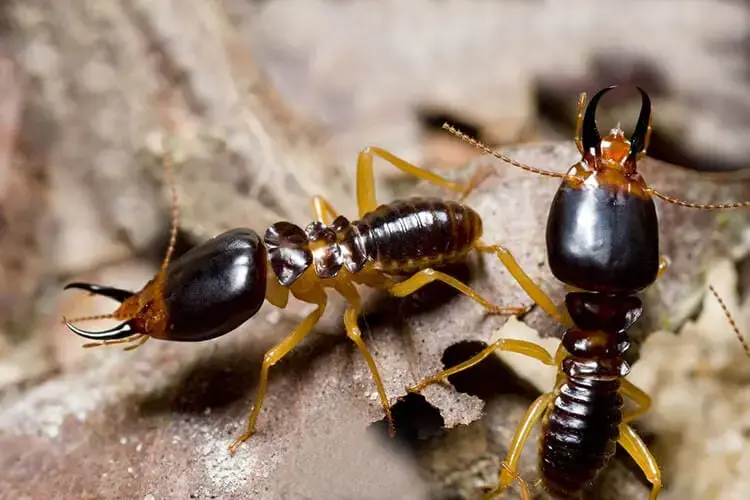 A high-detail close-up of two soldier termites on a piece of wood. They feature distinctive, oversized rectangular heads in a dark mahogany color with prominent, sharp black mandibles (pincers) used for defense.