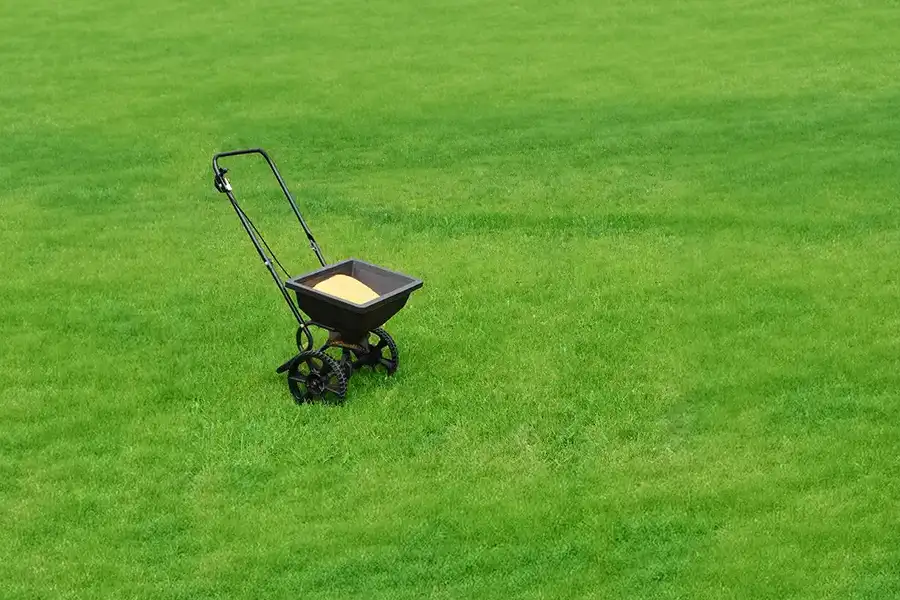 A black broadcast spreader filled with yellow granular lawn fertilizer sitting on a healthy green yard.