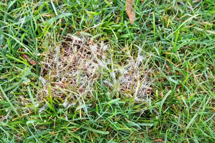 Close-up of green grass blades infected with a lawn disease, clearly showing white, web-like mycelium fungus growing on the turf.