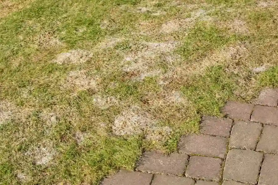 A damaged lawn bordering a brick walkway showing extensive signs of lawn fungus, including patches of dead brown grass and white fungal growth.