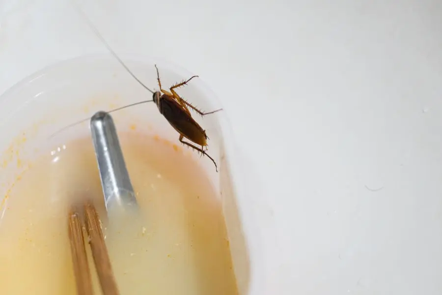 A close-up of a cockroach perched on the edge of a translucent plastic container filled with a murky liquid.
