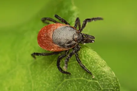 Tick Identification in your area